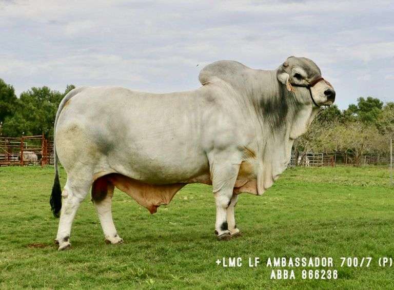 LMC LF Ambassador 700/7 (P) 10 Units of Semen