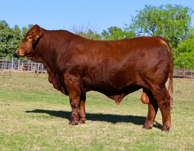 LMC Chairman 5C/178 5 Units of Semen