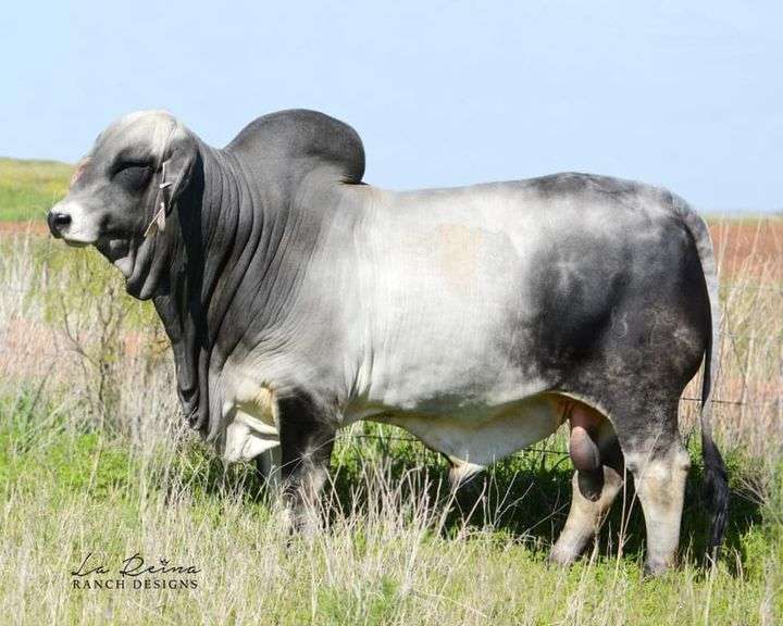 SEMEN: LMC POLLED PERFECTO 87/8 (P)
