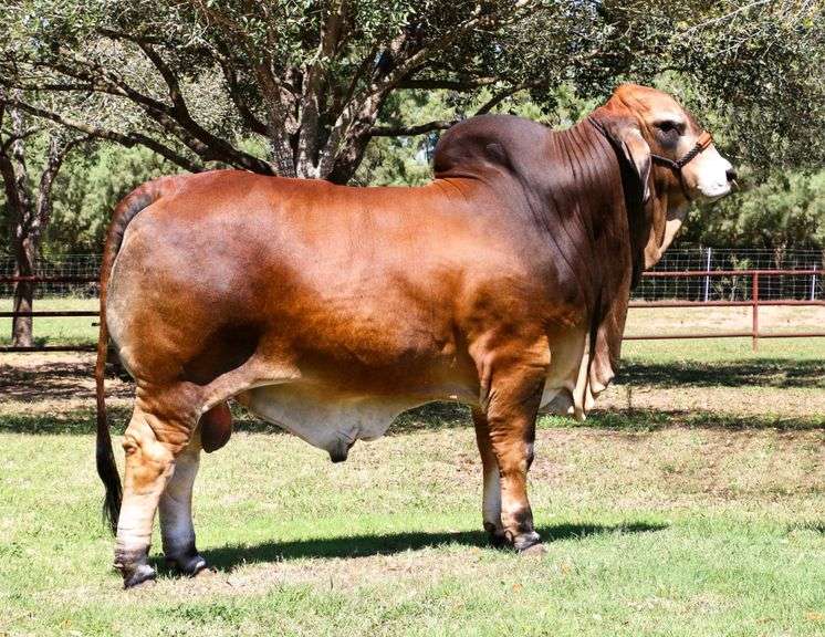 LMC LN Polled Pappo 136/6 1 Unit of UltraSEXED Heifer Semen
