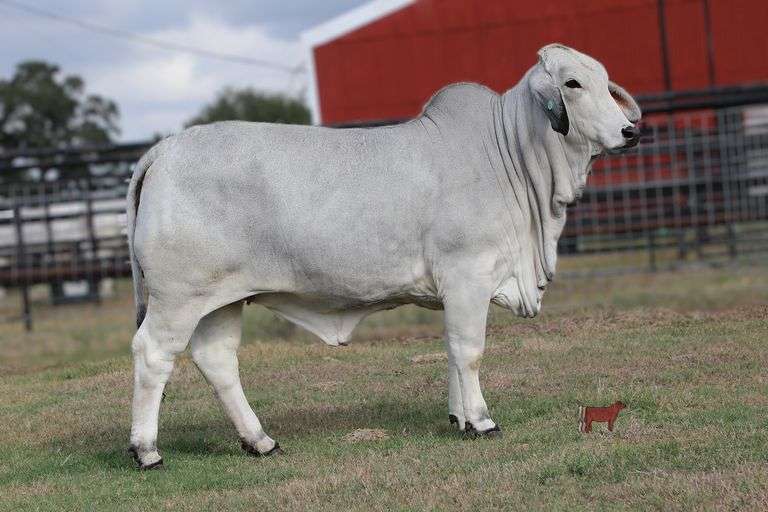 Replacement Heifer: MISS SANDGLASS 107/4