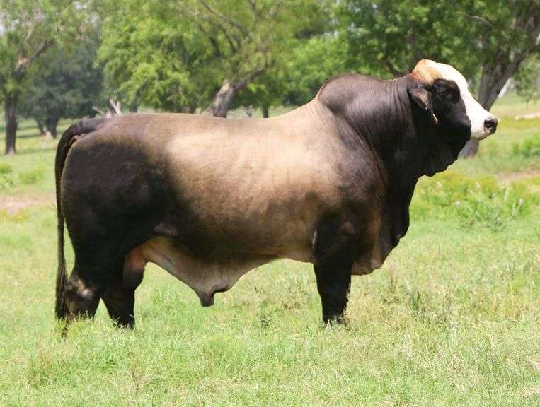 LMC BBS Masterpiece 1H/23 2 Units of Semen