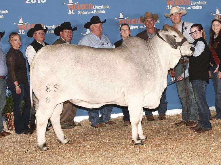 FEMALE SEXED EMBRYOS: MR. SNS MOJO 412/9 X MISS V8 385/8