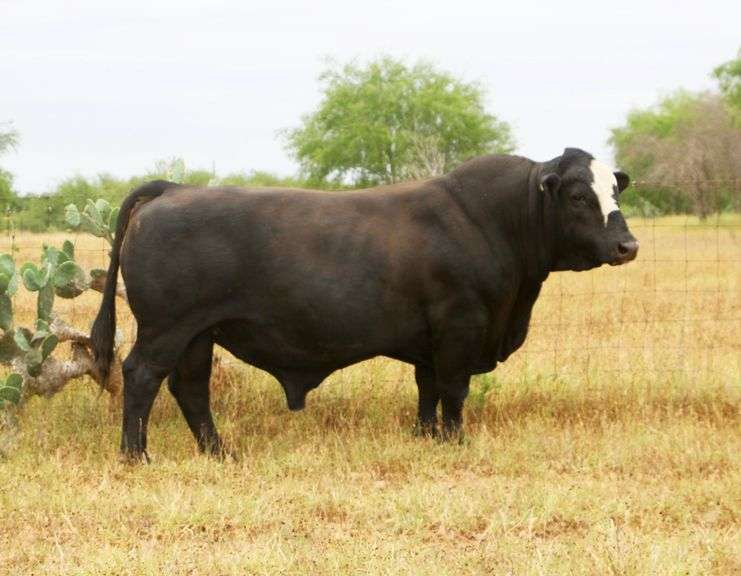 RGV DRC Paying The Bills 3 Units of Semen