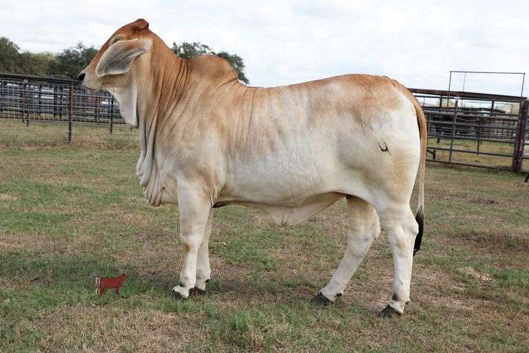 Replacement Heifer: MISS SANDGLASS 109/4