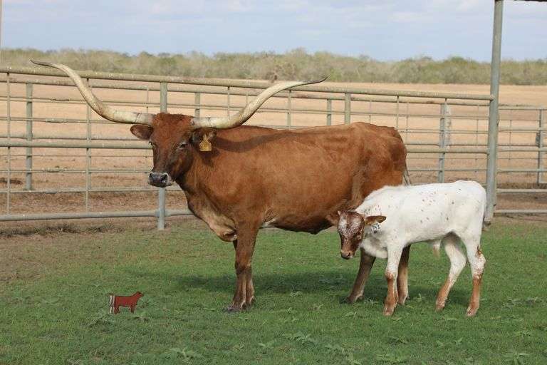 ECR Lasting Vitality