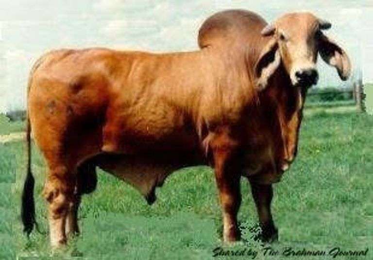 Ward's Bravo 1/09 3 Units of Semen and 5P Balia 659 3 Units of Semen