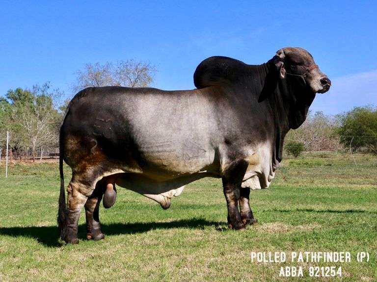 Polled Pathfinder 3 Units of Semen