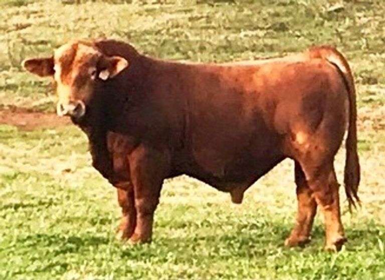 LMC SSC Angelo 852F 3 Units of Semen