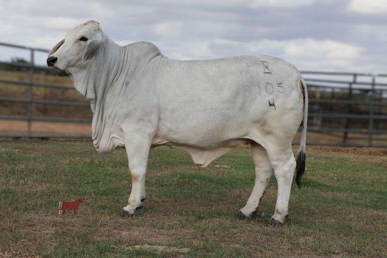 Replacement Heifer: MISS SANDGLASS 105/4