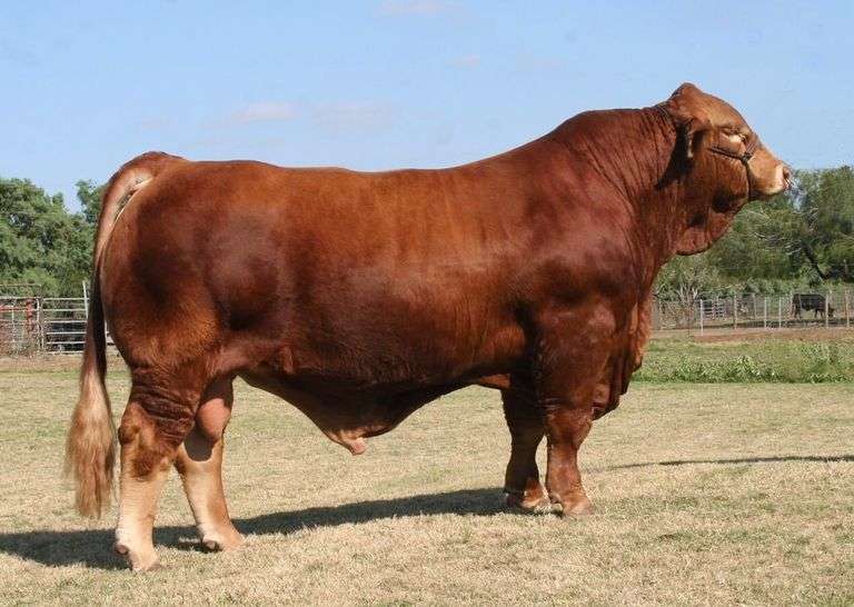 LMC Gold Medal 5Z/75 3 Units of Semen