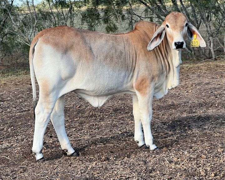 LN Polled Faith 535 Polled Brahman Heifer