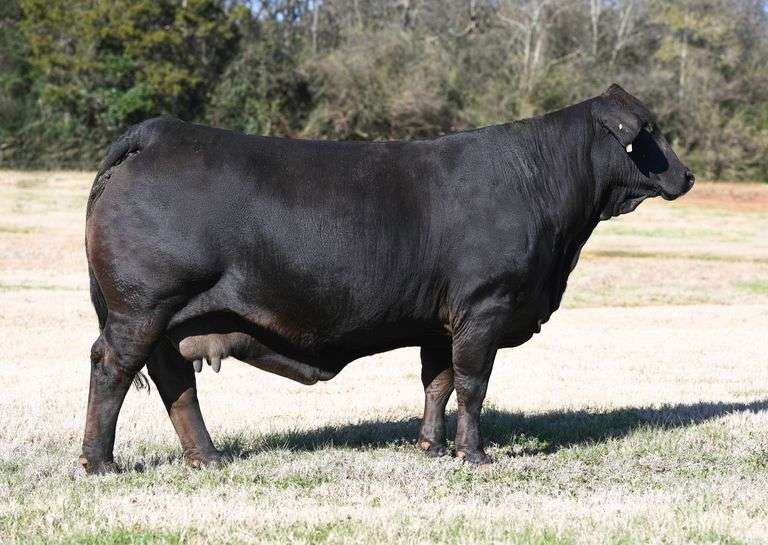 CNS Pays To Dream x LMC Pioneer Woman Embryos 3 Sexed Heifer Embryos