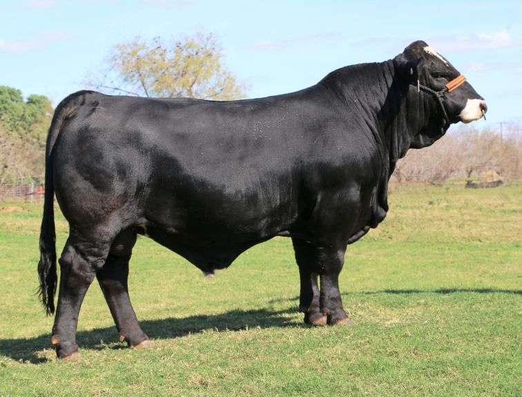 LMC BBS Manziel 5B/2 3 Units of Semen