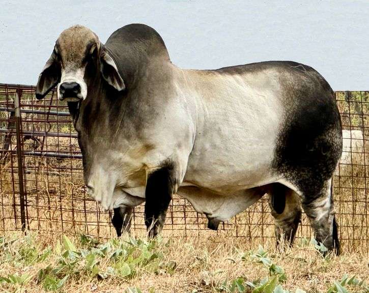 LMC LF Polled Pecos 40/9 5 Units of Semen