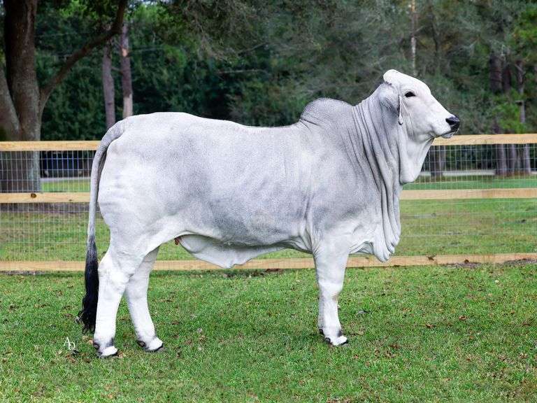 Show Heifer: MISS SANDGLASS 106/4