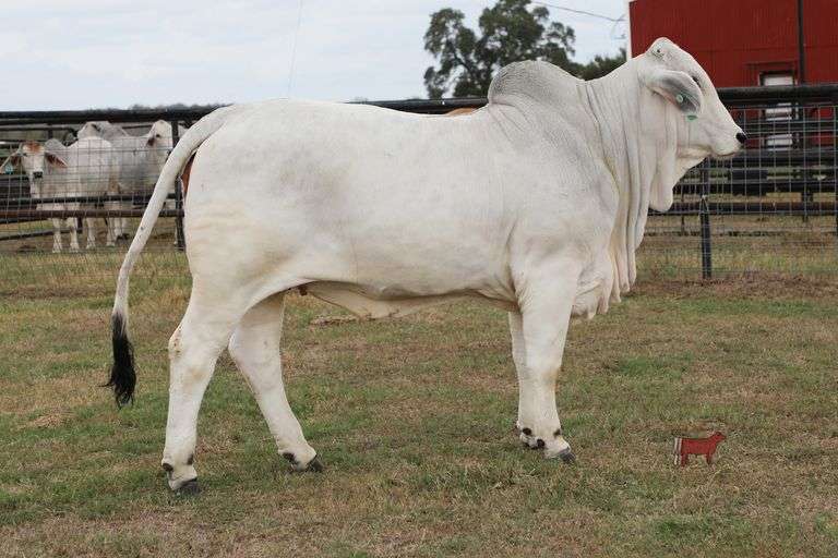 Replacement Heifer: MS. POLLED SANDGLASS 101/4 (P)