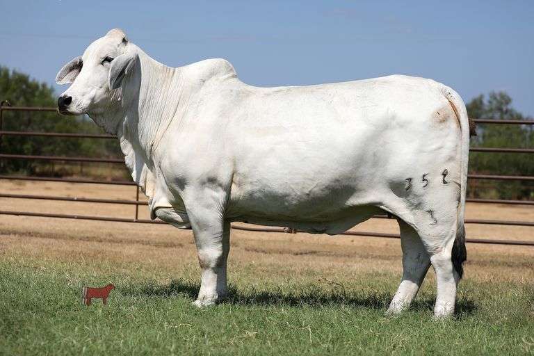 FEMALE SEXED EMBRYOS: (+)JDH KARU MANSO 800 X LADY H ANSLEY MANSO 352/3