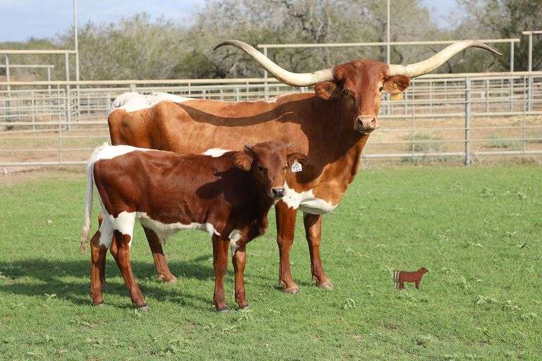 ECR Perpetual Prairie