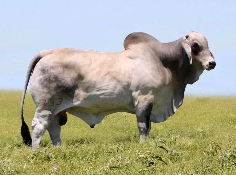 Mr. V8 733/7 "Polled Phenom" 3 Units of Semen