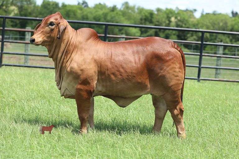 SCHULTE'S DM MISS POLLED DAISY 490/4 (P)