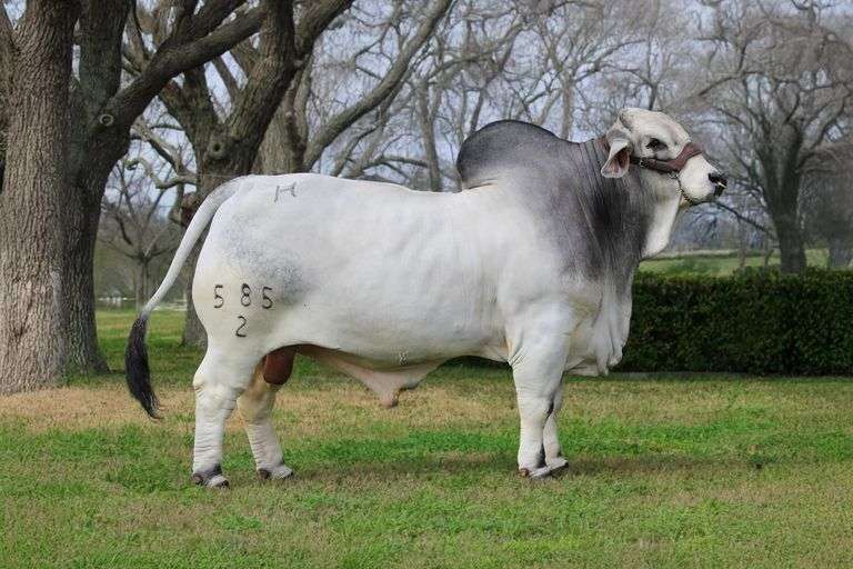 1 Straw of Female Sexed  Semen: Mr H Lancaster Manso 585/2