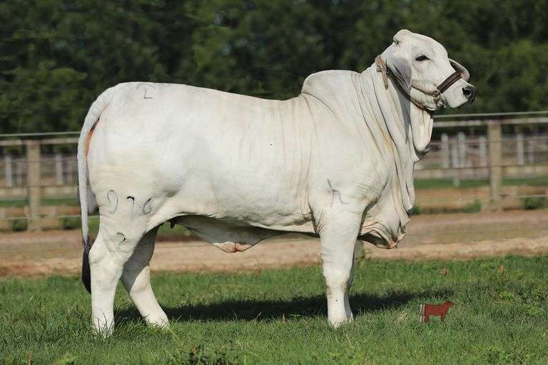 JDH LADY HAPE MANSO 976/2