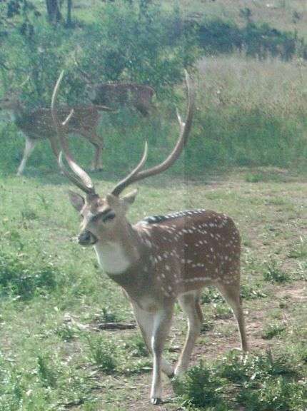 Two day guided Axis Buck hunt for one hunter and one guest in Sisterdale, TX.