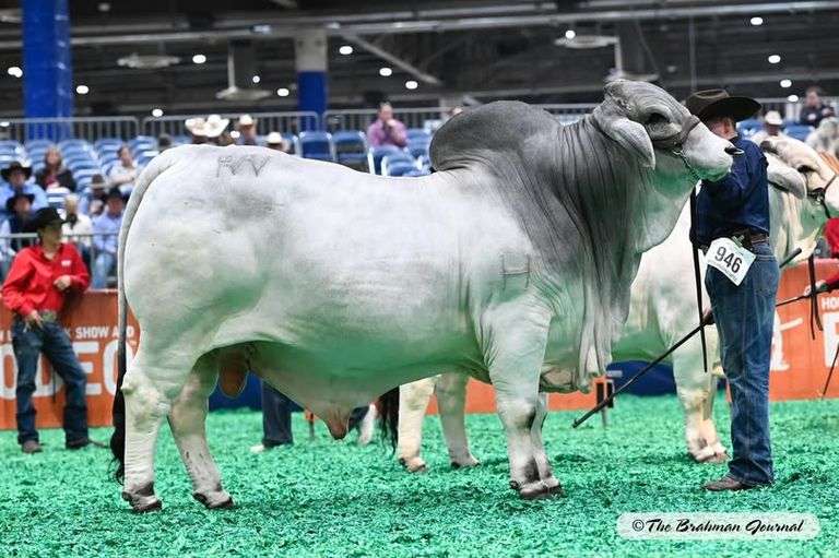 Grey Semen Package A:WR Mr. Archie Dan 335, RW Flat Rock 42,  MCC Polled Smoke 14/9
