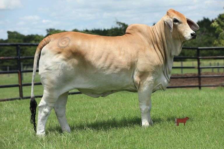 MISS BER EVANGELINE 70/1