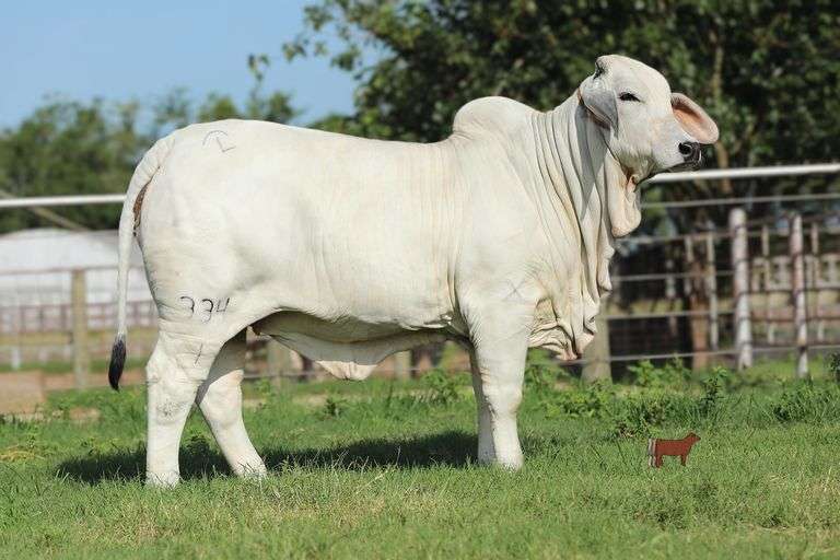JDH LADY CAIRO MANSO 334/1 ET