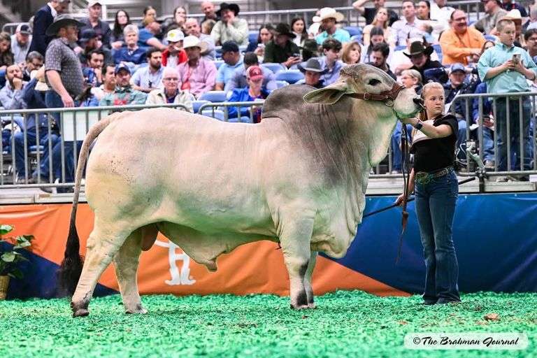 3 Embryos: Mr. V8 968/7 X EP Lady Jo Anna