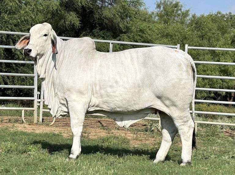 GMR MS 414 MANSO