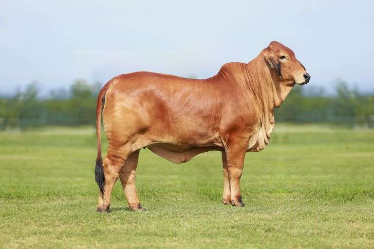 MISS 4F POLLED 208/4 (P)
