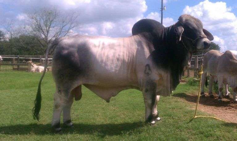 2 Straws of Semen: JDH El Gran Jefe Manso 92/8