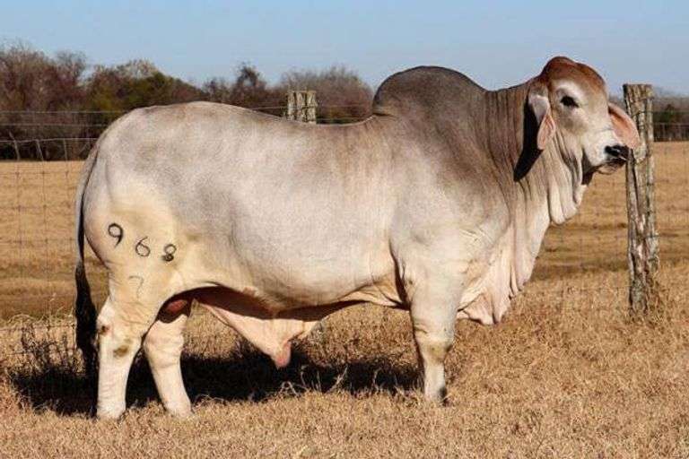 3 Embryos: Mr. V8 968/7 X EP Lady Jo Anna