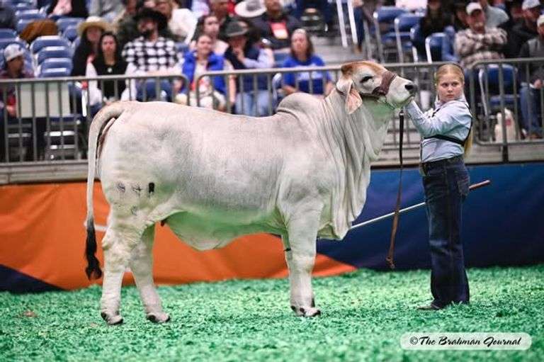 3 straws of female sexed semen on +Mr. V8 195/8 "Red Man"