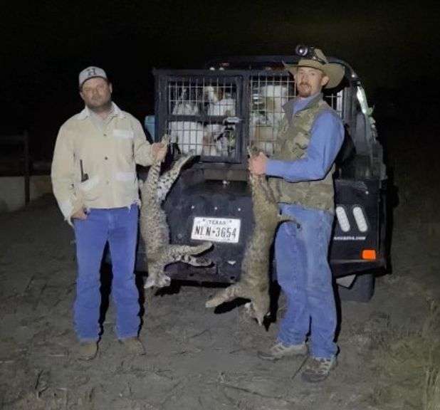 South Texas bobcat hunt for 2 people with 2 night stay