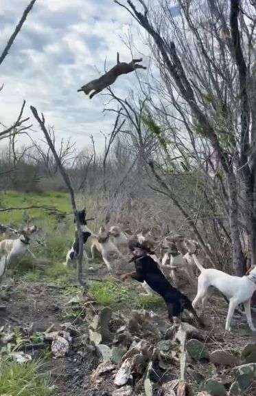 South Texas bobcat hunt for 2 people with 2 night stay