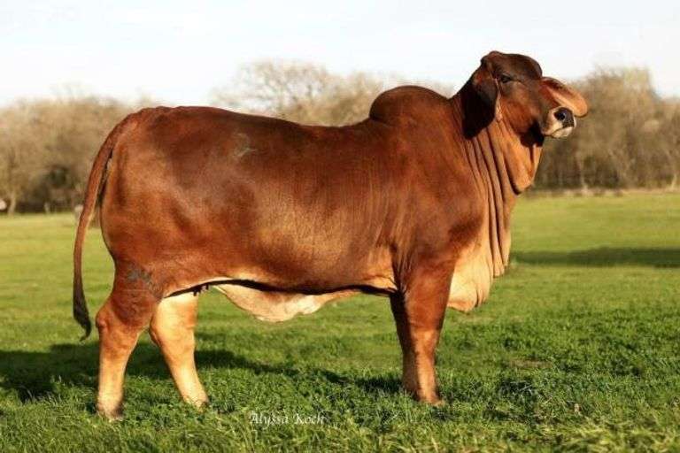 3 conventional embryos. +Mr 3H X-Ray 825 x Lady L Viveka Rojo 346.
