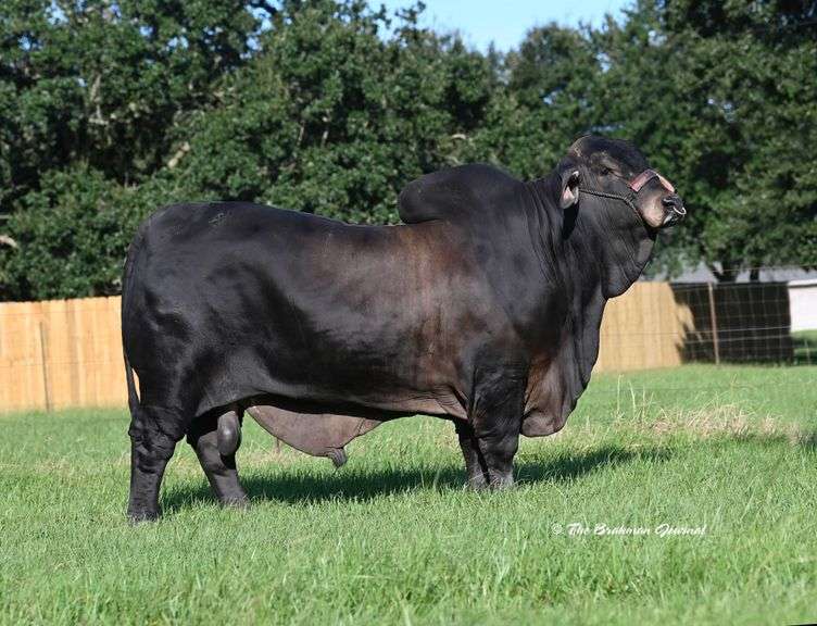 Grey Semen Package A:WR Mr. Archie Dan 335, RW Flat Rock 42,  MCC Polled Smoke 14/9