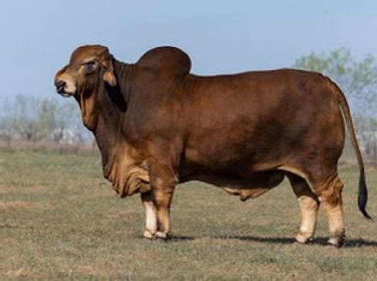 Red Semen Package A:VBCC Mr Buster Rojo 34/1, CT Mr. Elmeaux Too 2/7, LCC/VBCC Smokin Cash 4/1
