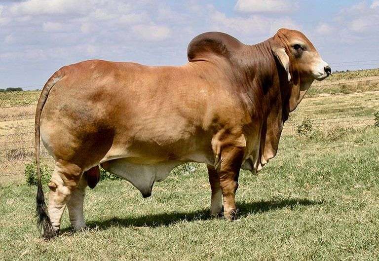 Relief Fund Lot - 3 Straws of LMC LN Polled Pappo 136/6