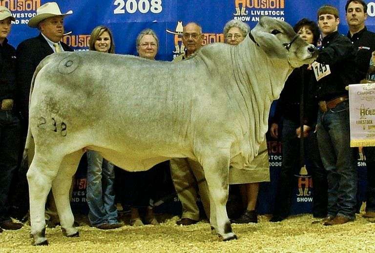 3 Straws of Semen: +Mr. V8 846/5