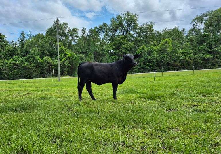 Golden Certified Brahman X Angus F-1 Heifer: P3 Lady Duchess 1 #94065