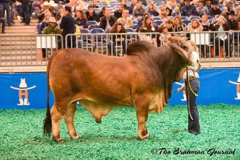 Red Semen Package A:VBCC Mr Buster Rojo 34/1, CT Mr. Elmeaux Too 2/7, LCC/VBCC Smokin Cash 4/1
