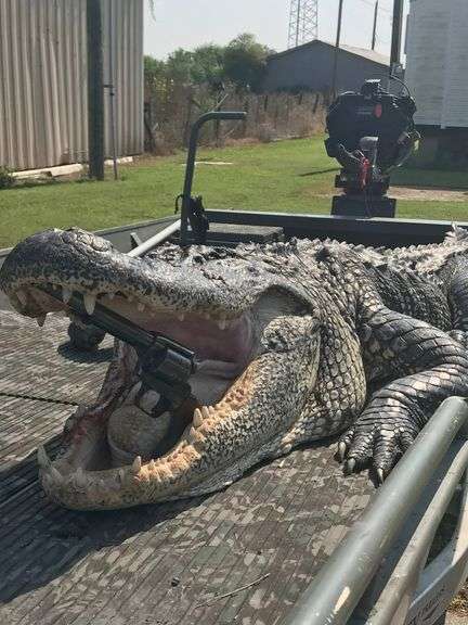 South Louisiana Alligator Hunt for 4 People