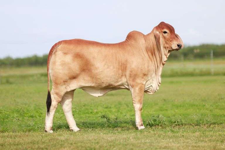 MISS 4F POLLED 210/4 (PP)