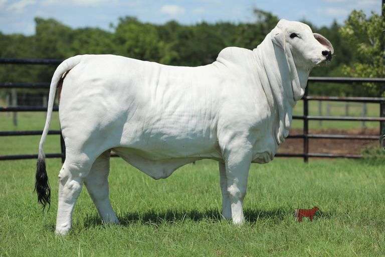 BCC LADY POLLED LAUREN 282/4 (P)