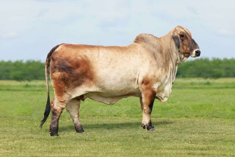 ASPIRATION: MISS 4F POLLED ELEGANCE 72/9 (PP)